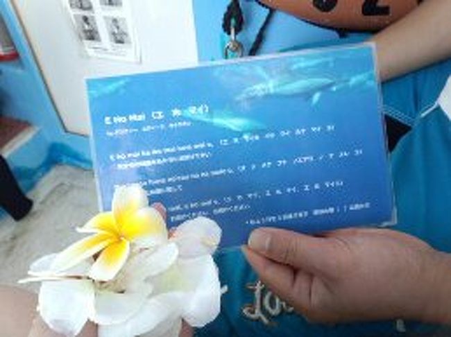 旅３日目はイルカと泳ぐツアーです<br /><br />今回唯一のアクティビティです<br /><br />※一度目の時に全日アクティビティを入れていてちょっと後悔したので・・・<br /><br />朝7時前ホテルの下で集合です。<br /><br />部屋にモーニングコールがかかってきます。<br /><br /><br />バスの中でツアーのお約束などが説明されます。