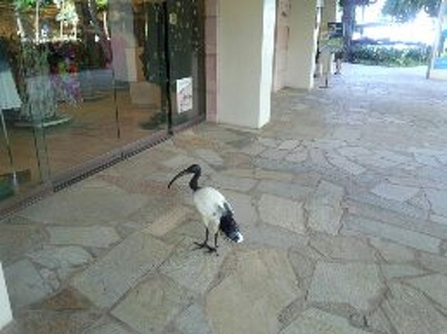 ハワイ４日目<br /><br />昨日の夜遅くまで<br />本日の予定を考えたけど<br /><br />あまりショッピングや街歩きに興味が無く<br /><br />結局2日目と同じラニカイ・カイルアへ行こうという事になりました。<br /><br />今日はアラモアナショッピングセンターからバスに<br /><br />本日もカイルアショッピングセンターで下車せず<br /><br />ワナアオ／アワケアまで行って歩く事にしました。<br />