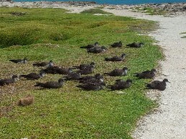 この島<br /><br />海鳥も沢山います。<br /><br />