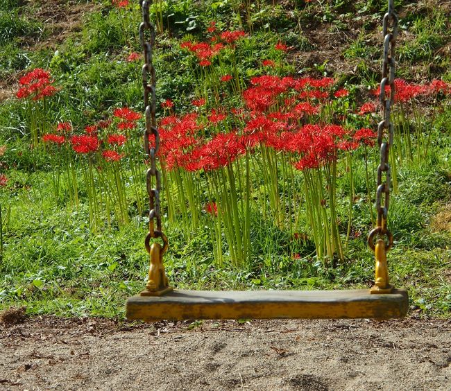 真っ赤に染まる 曼珠沙華の丘 大崎市 羽黒山公園 古川 大崎 加美 宮城県 の旅行記 ブログ By こあひるさん フォートラベル