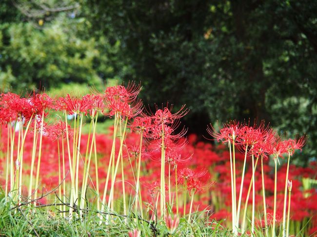 真っ赤に染まる 曼珠沙華の丘 大崎市 羽黒山公園 古川 大崎 加美 宮城県 の旅行記 ブログ By こあひるさん フォートラベル