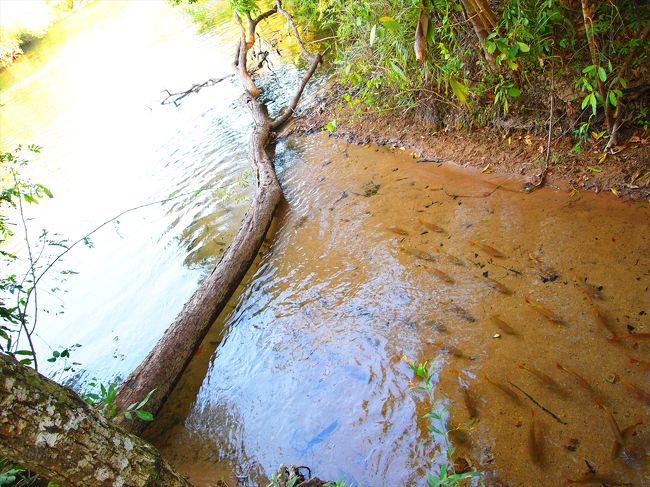 カンポグランジ空港からボニートまで3時間強思っていた以上に遠かった。<br /><br />初日の午後はラフティングツアー、出発地のファゼンダ（観光農場）に着いたらいきなり魚たちが見えるこの綺麗さ、期待が高まります。