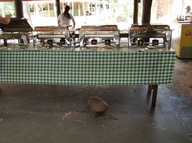 まずはファゼンダで食事ですが、そこにはでっかいダンゴ虫が。。。。<br /><br />アルマジロ？