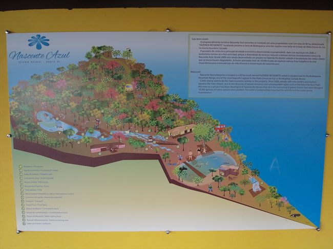 午後はいよいよボニートのメイン、シュノーケリングツアーです。<br /><br />突然湧水で川が始まります。