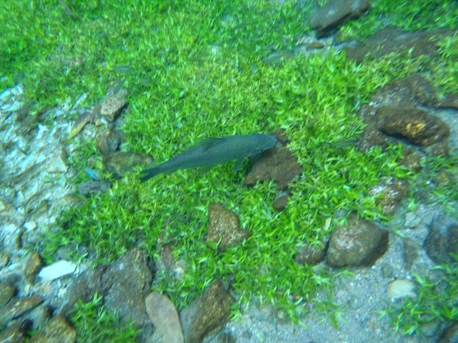 いよいよシュノーケリング