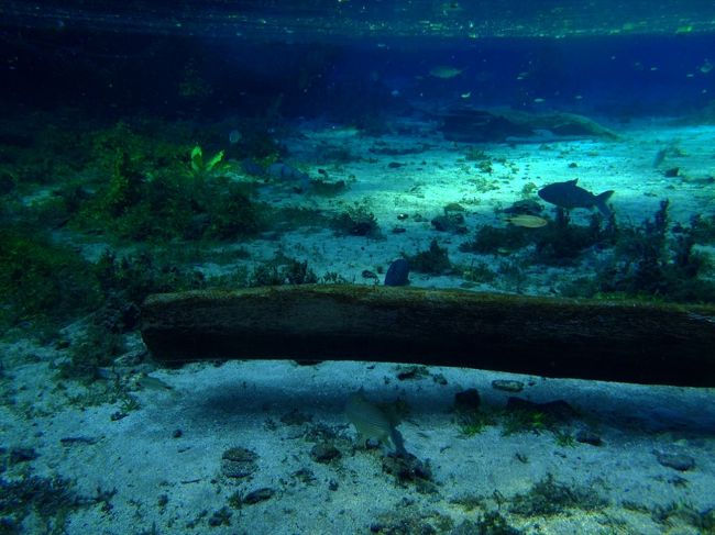 上から見ていたときはどこもすごい透明度に見えてましたが、やはり上流の付近の透明度が一番。