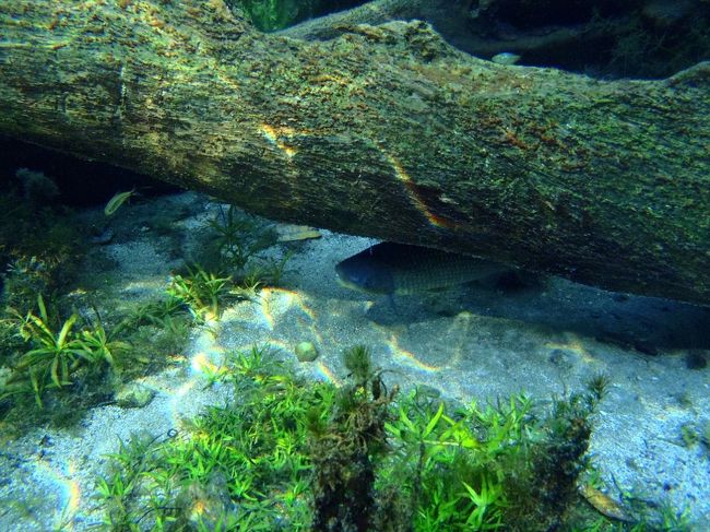 魚も警戒心薄目です。<br /><br />