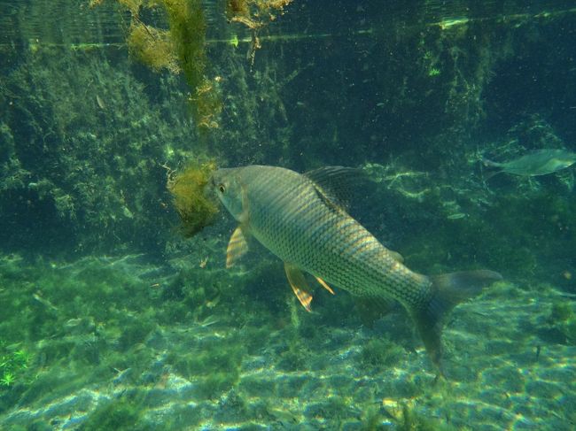 餌は何食べてるんですかね。<br />この魚は浮いている藻をはみはみしてましたが。