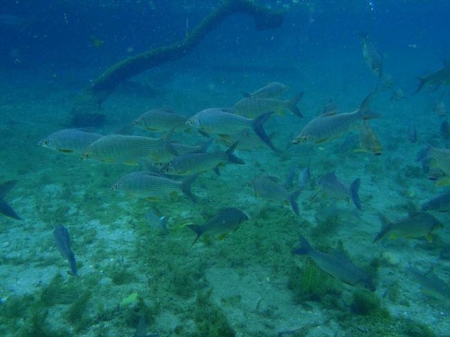 目の前群れがを泳いでいきます。