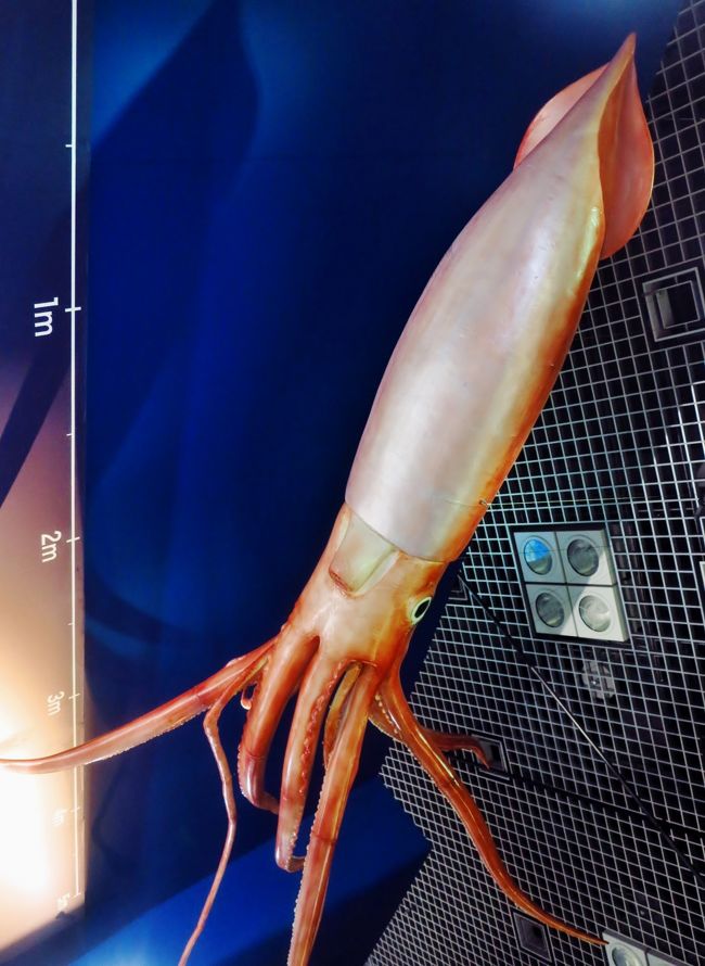 科博・深海展-2 幻の[ダイオウイカ] に逢った気分 ☆深海生物の不思議