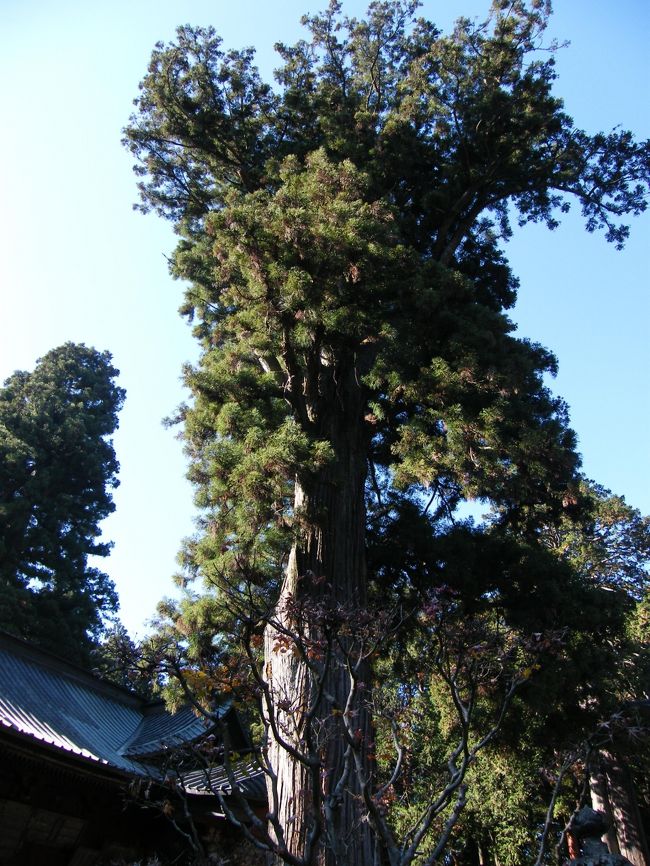 大杉　富士太郎杉と呼ばれ、樹齢千年位らしい。