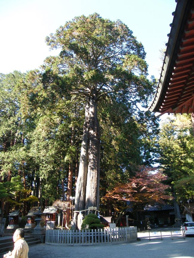 富士夫婦檜と呼ばれるヒノキの大樹。