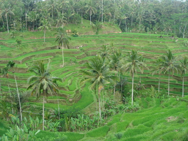 チェックアウト後、ちょうど帰り道にテガラランのライステラスがあります。いつも通るだけだったので、車を降りて寄ってもらいました<br />車を停めるのに、5000Ｒｐで、中に入るのに更に50,000Ｒｐかかります。本当は中に入りたかったのですが、ガイドさんに「寄ってると他の所に行く時間ないよー」と言われ、上から写真だけ。<br /><br />こっちの稲作は、２毛作と３毛作があるそうですが、ここは２毛作だそうです。もちろん全部手作業。たまに牛は使うそうです。