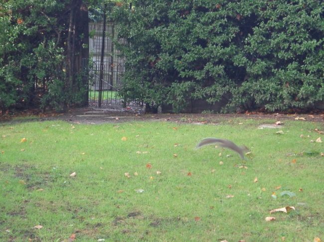 いきなりリスに遭遇！<br /><br />写真ぶれていますが、すごい勢いでピョンピョンはねて行ったんです。