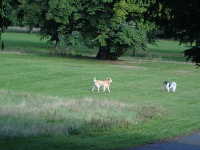 犬たちは殆どがリードを外されて、すっごい勢いで走りまくっていました。<br /><br />お友達同士かな？