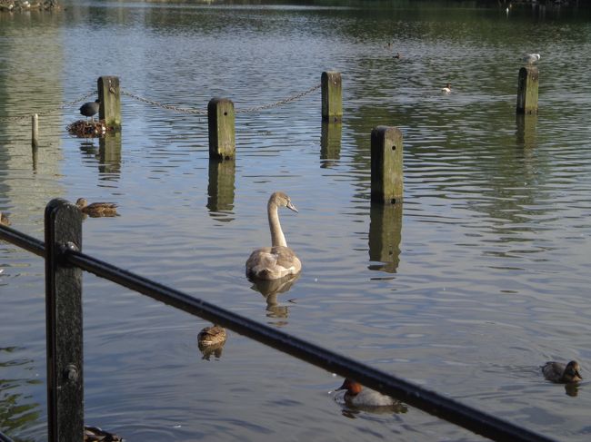 がちょうかと思っていたら、白鳥の子供でした。