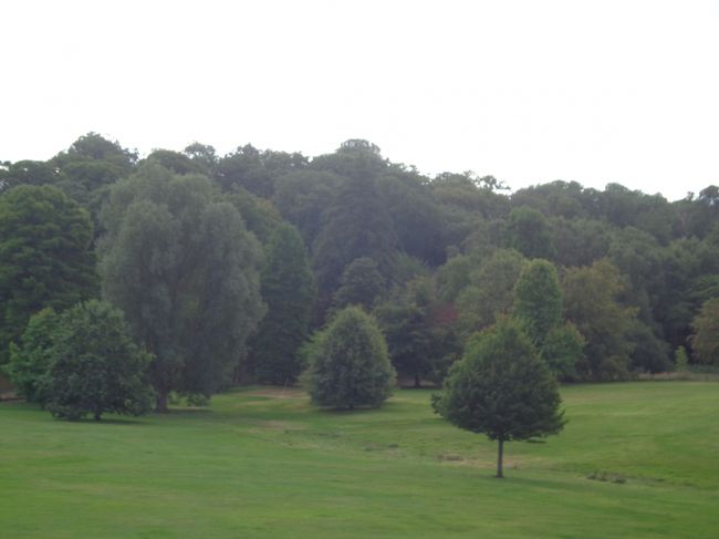 こんなにたくさんの木々を見るのは久しぶりです。