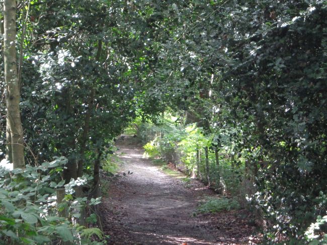 ここいら辺でちょっと怖くなってきたので、森林浴終了。