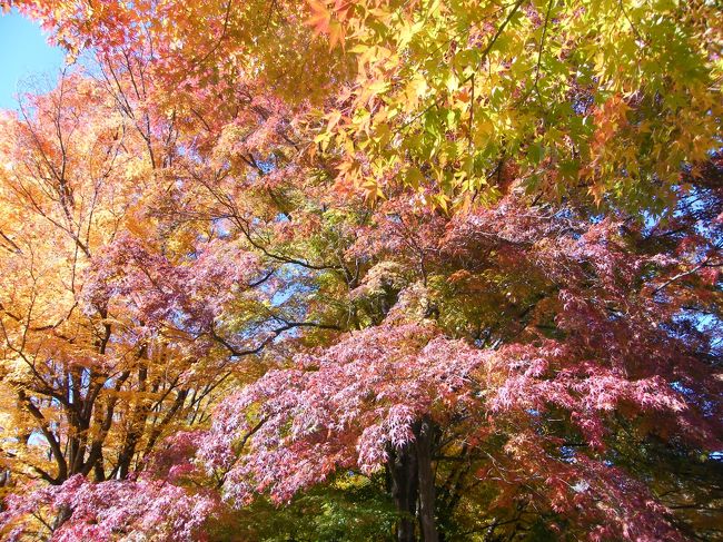 樹が全体に真っ赤に染まる訳ではないようですが、紅葉と黄葉、木漏れ日の光のグラデーションがかえって綺麗。