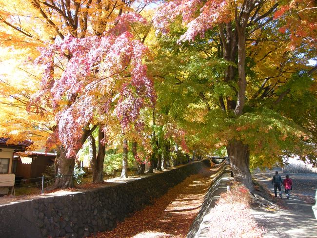 河口湖　もみじ回廊<br />２００８年１１月１９日。６０本のもみじの大木が水路の両岸に並ぶもみじの名所。写真にすると見事ですが、全長 ５０ｍ程のもみじのトンネルでちょっと物足りないかも。