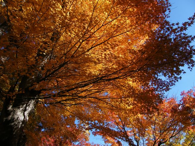 樹が全体に真っ赤に染まる訳ではないようですが、紅葉と黄葉、木漏れ日の光のグラデーションがかえって綺麗。