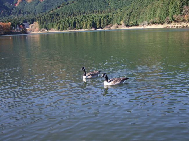 池に泳ぐ、シジュウカラガン（カモ目 カモ科）。
