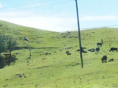 パーカーランチには沢山の牛の群れが。