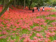 開花期間中、曼珠沙華公園の入場料は300円です。
このあたりは早咲きの群生地。手前の曼珠沙華はちょっと色褪せています。先週がピークだったのかも。
