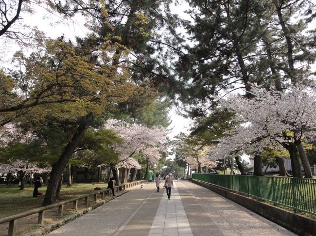 以前、「国宝」　なのに見逃した、「北円堂」、「三重塔」　を観ます。