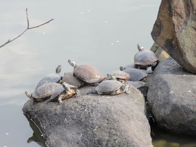 「亀」　も休憩しています。