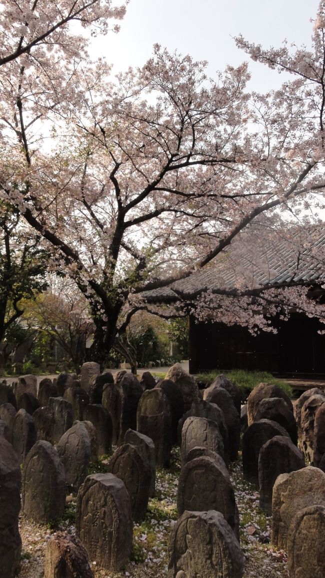 手前は　「浮図田（ふとでん）」　です。<br /><br /><br />「桜」　はやや散りかけています。