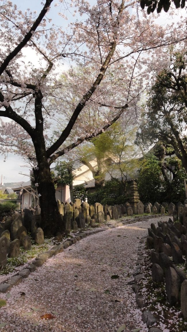 「桜」　が散って　「花びら」　で　「路」　が覆われています。