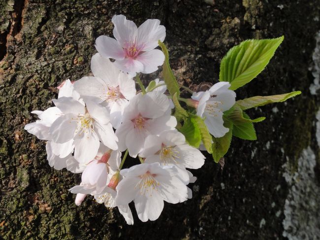 たまには　「アップ」　で１枚。