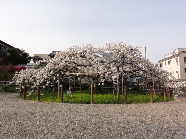 「八重桜」　だと思われます。<br /><br /><br />かなり　「大きい」　のではないでしょうか。