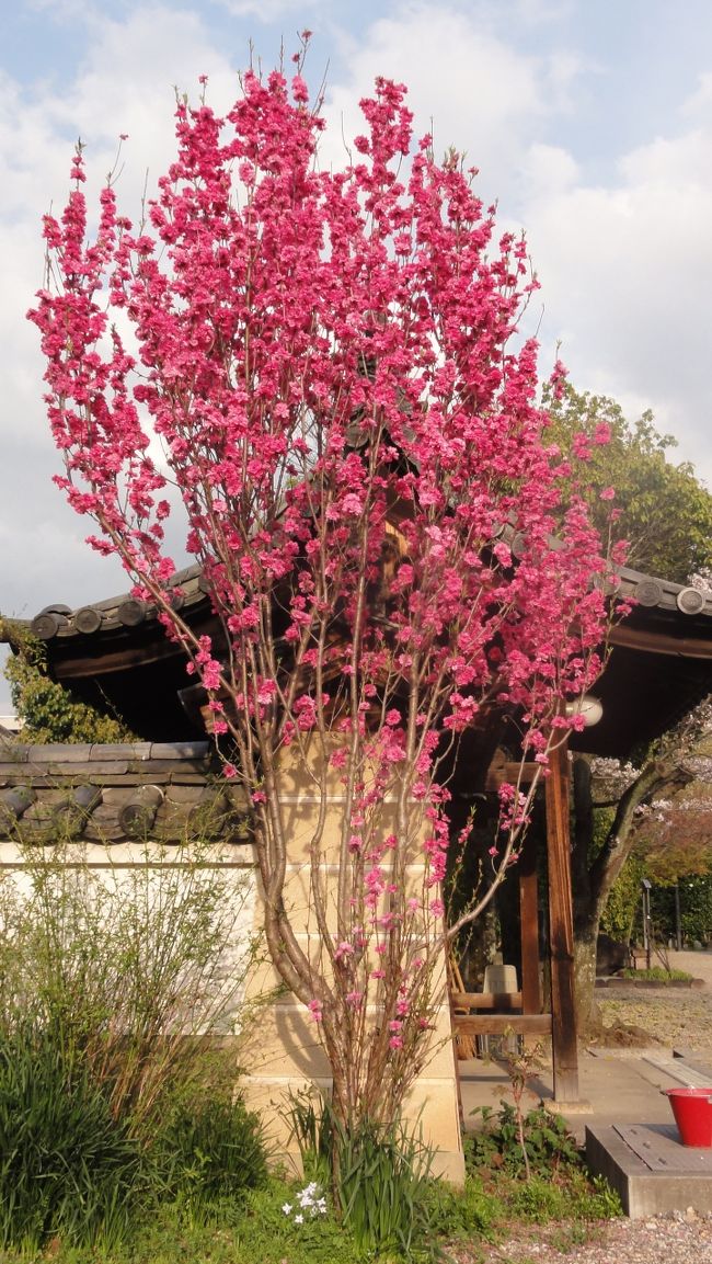 こちらも　「綺麗」　でした。<br /><br /><br />何の　「木」　でしょう？