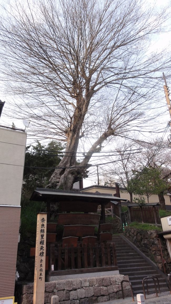 後ろの　「木」　も気になります。