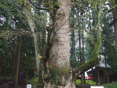 親都（ちかと）神社の大ケヤキ

嵩山（たけやま）のふもとにある道の駅の向かいにある親都神社には、見事な槻がそびえている。

戦国のころ、この地は上杉謙信の支配下にあった。嵩山にも上杉方の斉藤氏が守っていたが、武田方の真田氏に滅ぼされたという。
