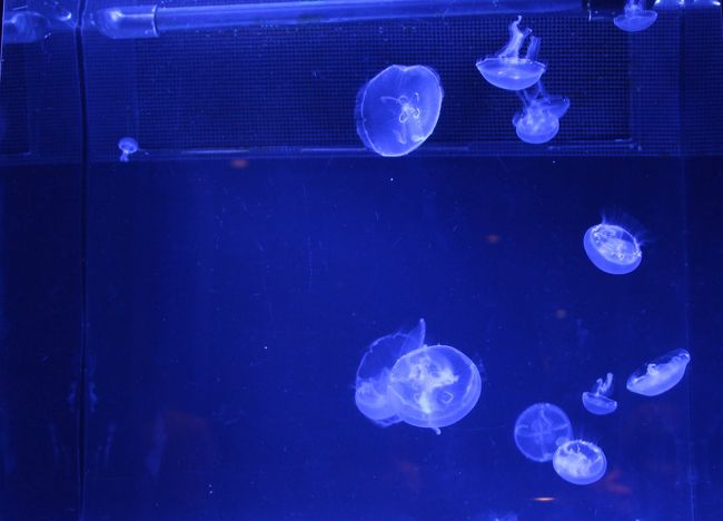 2013 まだ夏だよ~ 沖縄~ vol.3 《万座毛&美ら海水族館&備瀬のフクギ並木》