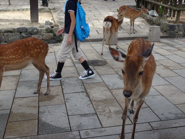 東大寺へ行く途中の　歩道の　鹿さん
