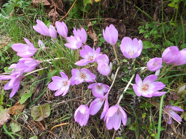 民宿を後にして、民宿前の坂を登りきったところの駐車場に向かいます。<br />車を停めていた後ろにこんな花が咲いてました♪<br />かたくりの花ですかね？この辺ではいろんなところに咲いてました。<br /><br />これから乳頭温泉に行きます！ここから乳頭温泉郷までは3キロちょっとくらいの距離です。<br /><br />山道を進んで行きますが、きれいな沢が見えたり、木も紅葉が始まりつつあって、いい景色の道でした！