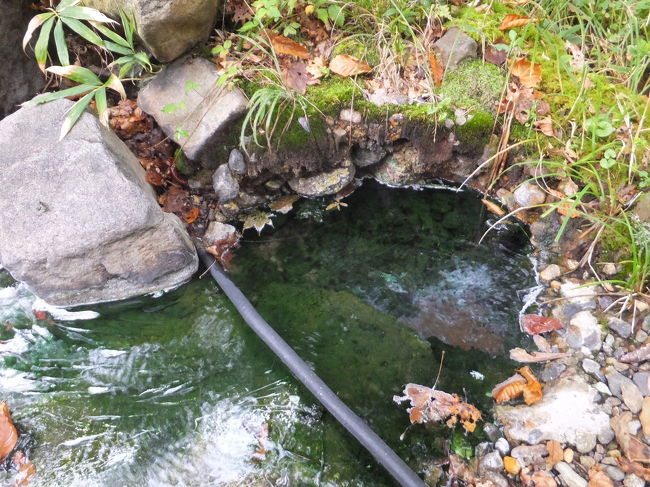 源泉がボコボコ湧いています。ここからお風呂に流れてます。