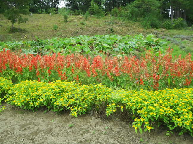 ラベンダーやサルビアが咲いていました。