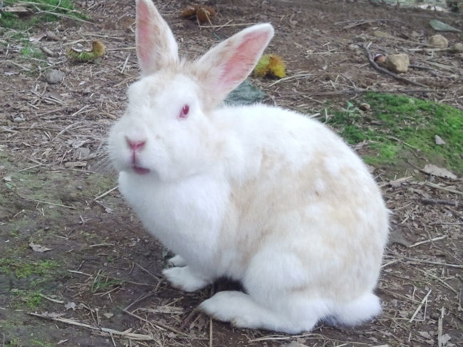 金網の中に自由に入れます。