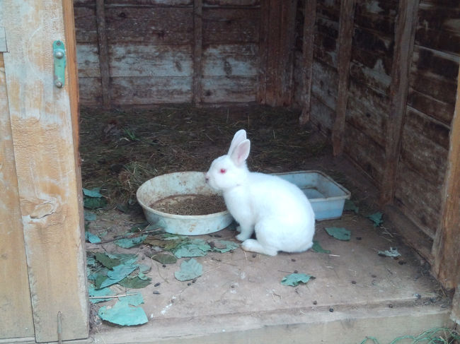 葉っぱをむしゃむしゃ食べてます。