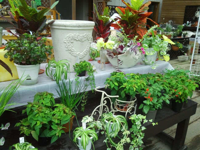 植物を売っているハウスの中です。鉢植えやガーデニンググッズなどが並んでいます。