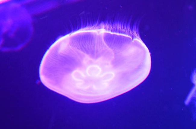 お上りさん 13 10 06 ３ 東京スカイツリー すみだ水族館 浅草 東京 の旅行記 ブログ By てんとう虫さん フォートラベル
