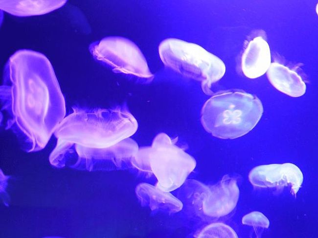 お上りさん 13 10 06 ３ 東京スカイツリー すみだ水族館 浅草 東京 の旅行記 ブログ By てんとう虫さん フォートラベル