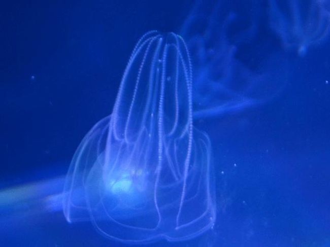 お上りさん 13 10 06 ３ 東京スカイツリー すみだ水族館 浅草 東京 の旅行記 ブログ By てんとう虫さん フォートラベル
