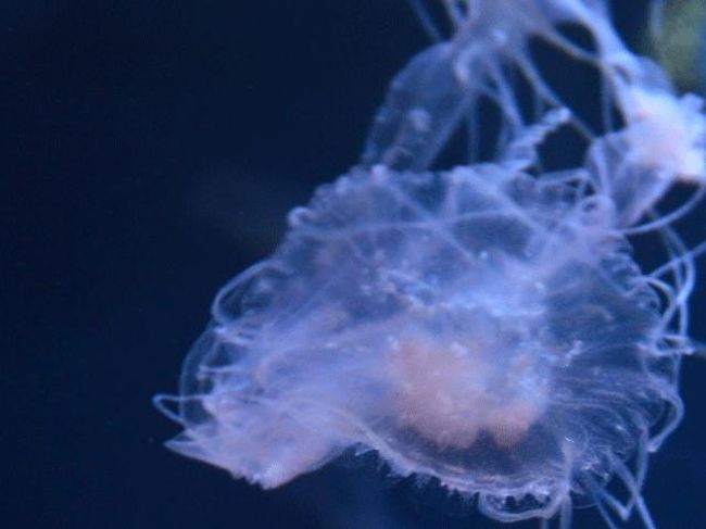 お上りさん 13 10 06 ３ 東京スカイツリー すみだ水族館 浅草 東京 の旅行記 ブログ By てんとう虫さん フォートラベル