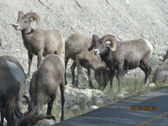 またもビッグホーンシープ（Bighorn Sheep）のオスの群れに遭遇しました。
凛々しいです。